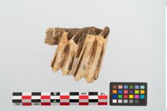Foto von Tierzahn (NHMW-PRAE-024812)